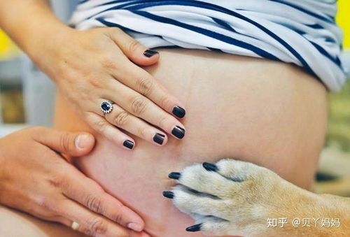 宠物滴虫可传染主人