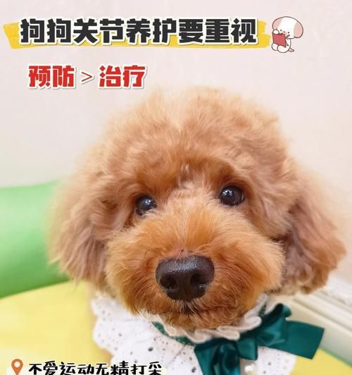 如何有效治疗狗狗滴虫？（掌握这些偏方，让你的宠物不再受虫害困扰！）