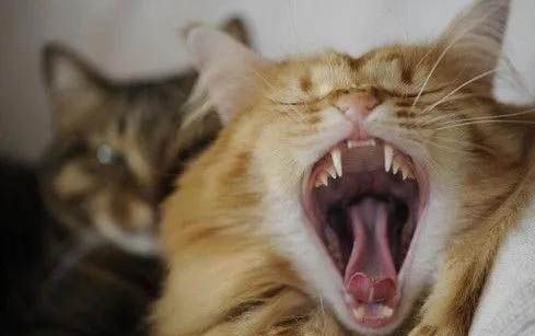 猫咪感染滴虫症状