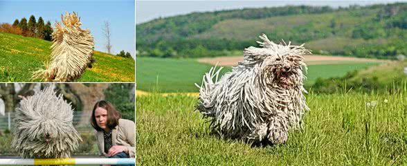 每天认识一种宠物犬匈牙利牧羊犬,好大一坨拖把