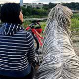 河里会游泳的拖把是它?可蒙犬一身天然吉利服,古时曾令狼群绝迹