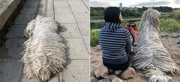 拖把狗游泳的样子太有趣,可游完之后真变拖把,不过它可不担心