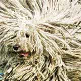 可蒙犬好养吗养可蒙犬之前要豫备什么