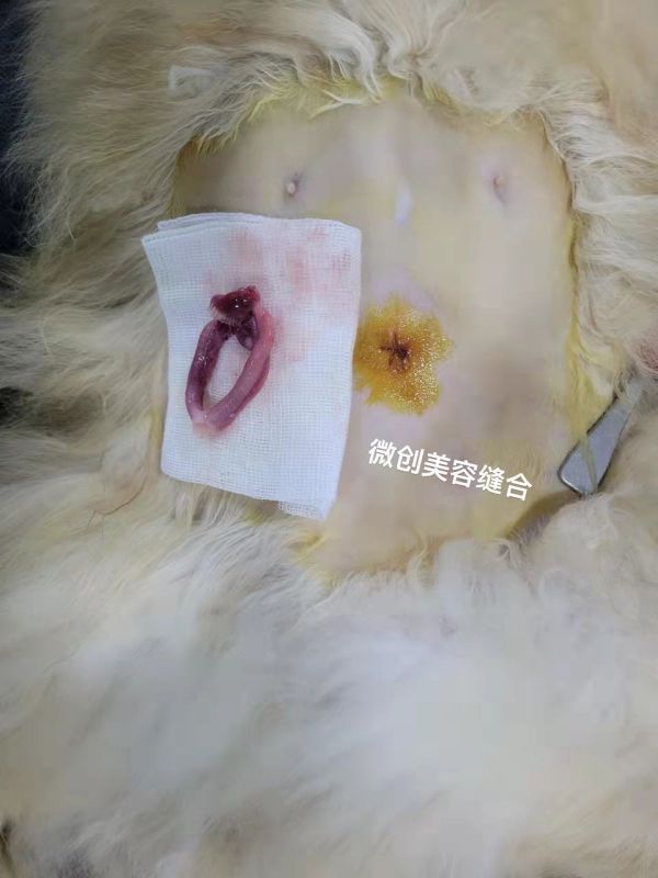 四季宠物医院