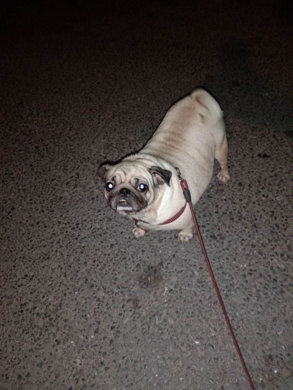 八哥犬