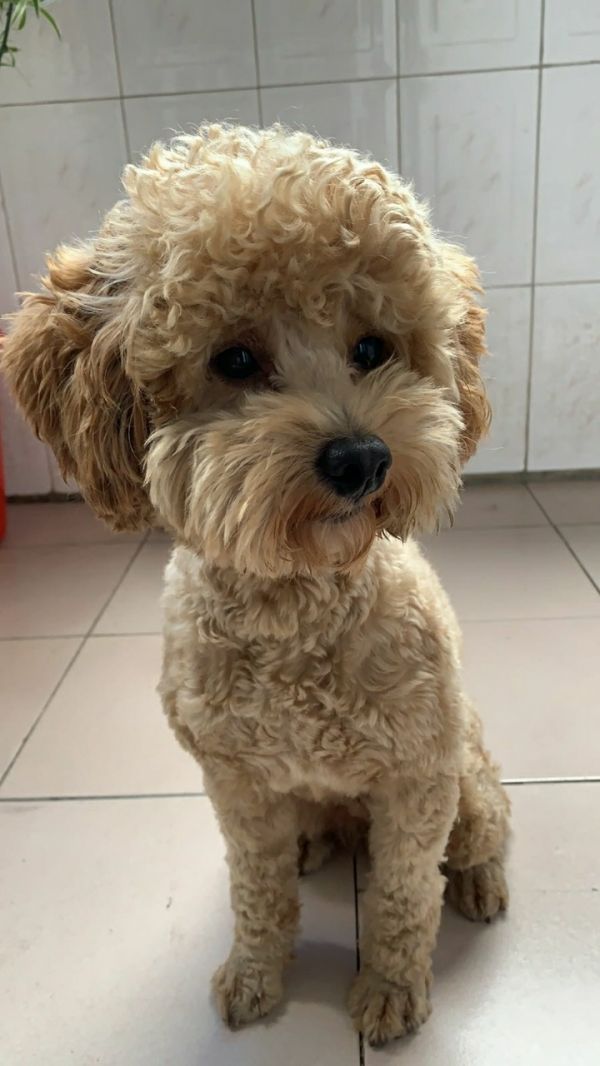 黄色泰迪犬