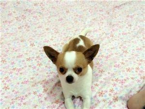 找一个爱狗人士、疼她的、忍痛出售自家养的纯种健康