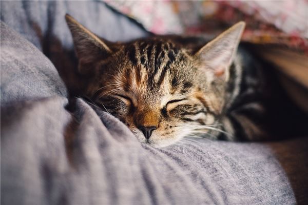 宠物猫