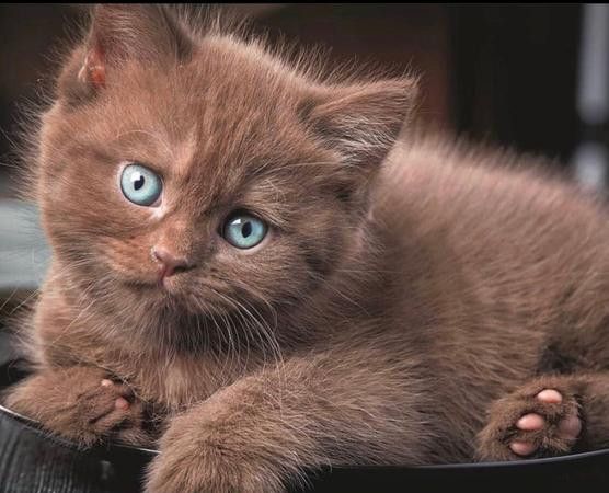 小宠物猫 动物 第1张