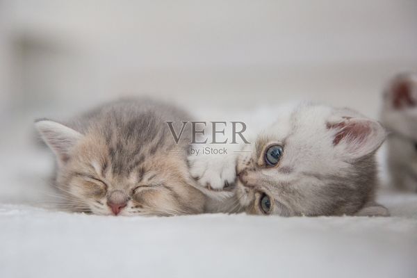 可爱的苏格兰虎斑猫短毛银色小猫。做梦的小猫睡在温暖的白色毯子下的床上。宠物睡在舒适的家里。自顶向下查看网页横幅。有趣可爱的宠物猫。明信片的概念照片摄影图片