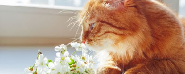 做梦梦见猫是什么征兆