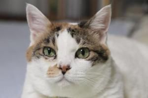 梦见猫吃猫是什么意思_周公解梦 - 原版周公解梦大全