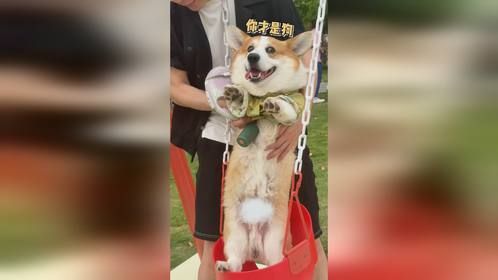 你们说，狗知道自己是狗吗？？？