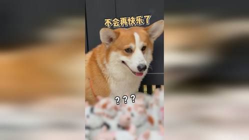 让狗做了次牛马，他不快乐了…