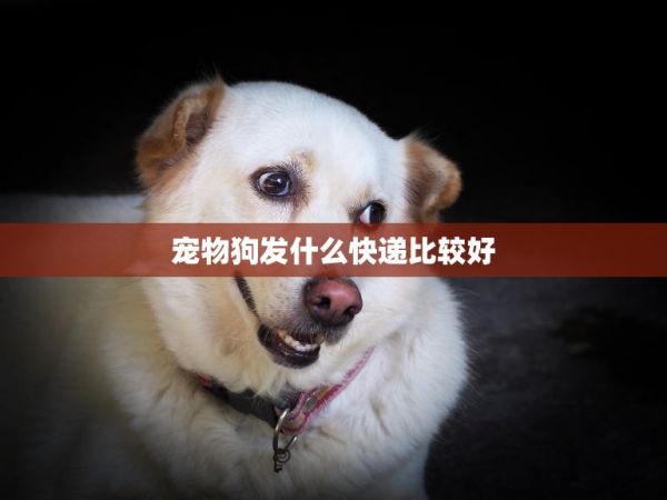 宠物狗发什么快递比较好(如何选择最安全的宠物快递) 第3张