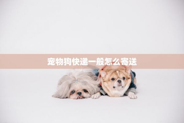 宠物狗快递一般怎么寄送(安全快捷的运输方式) 第3张