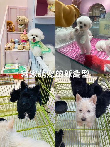 免费逛宠物店超可爱哦！
