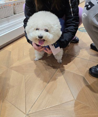 宠物狗狗的日常萌