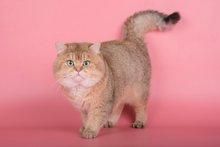 猫中贵妇：金渐层