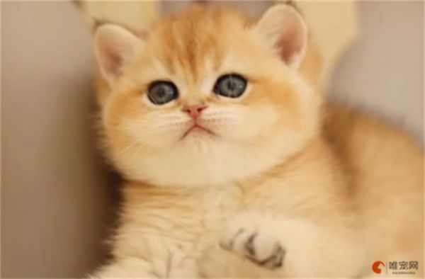 金渐层猫的优缺点有哪些 为什么不建议养