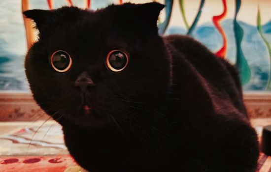 金渐层猫的缺点