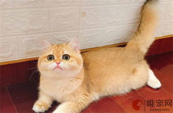 为什么不建议养金渐层猫 缺点有哪些