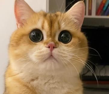 金渐层宠物猫，英短