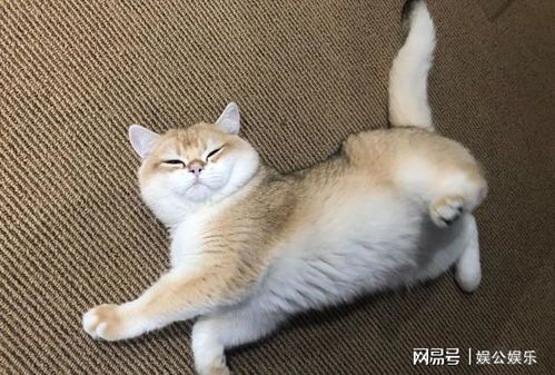 金渐层换毛变色？宠物换毛常见问题