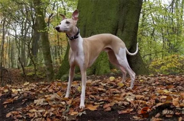 3个月惠比特犬的食谱