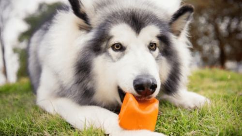 阿拉斯加犬粮谱丰富,营养均衡搭配
