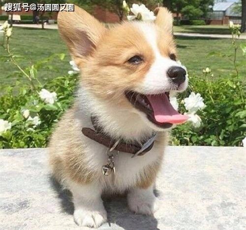 柯基犬自制狗粮做法及常见问题解答
