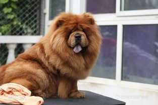 长期狗粮不如熊犬，选喂食方式看需求。
