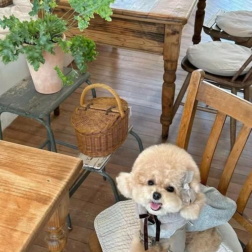 泰迪犬的食谱与喜好（揭秘泰迪犬的饮食习惯和美食选择）