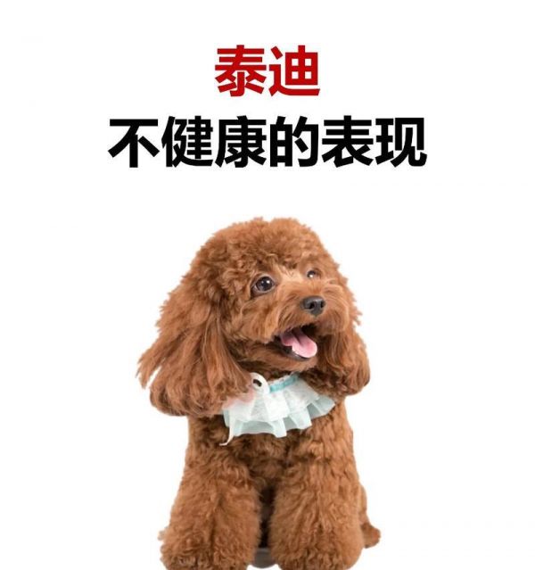 泰迪犬的食谱与喜好（揭秘泰迪犬的饮食习惯和美食选择）
