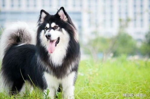 阿拉斯加犬营养食谱攻略