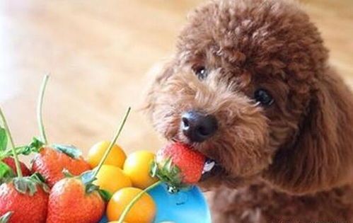 “泰迪狗健康食谱:自制宠物美食”