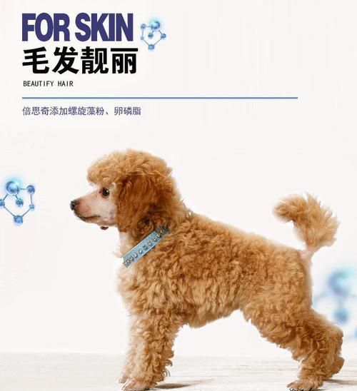 泰迪犬的月食主粮（探究泰迪犬食谱的重要性）
