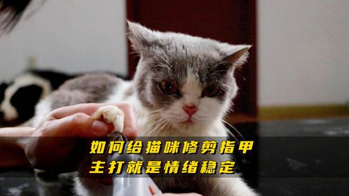如何给猫咪修剪指甲？主打就是情绪稳定