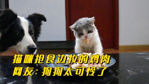 猫咪抢食边牧的鸡肉，网友：狗狗太可怜了