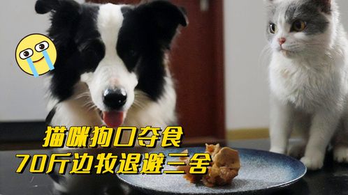 猫咪狗口夺食，巨型边牧遭遇尴尬局面
