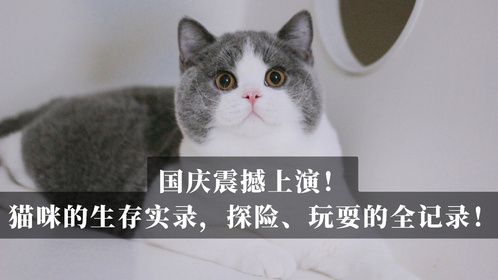 国庆震撼上演！猫咪的生存实录，探险、玩耍的全记录！