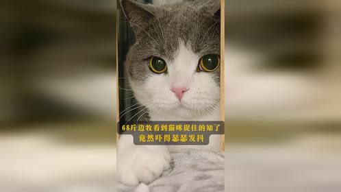 68斤的边牧看到猫咪捉住的知了，竟然吓得瑟瑟发抖