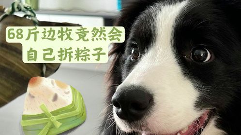 聪明绝顶！这只68斤边牧竟然会自己拆粽子，网友惊呼表情太萌了
