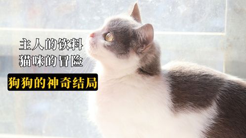 主人的饮料，猫咪的冒险，狗狗的神奇结局