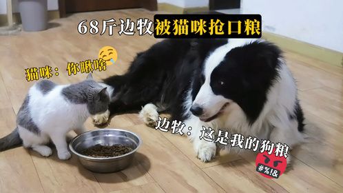 狗粮霸王现世！68斤边牧狗粮被猫咪抢夺，向主人呆萌求援