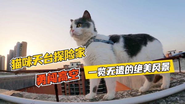猫咪天台探险家，勇闯高空，一览无遗的绝美风景