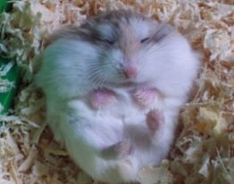 紫仓鼠