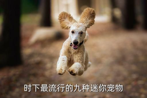 时下最流行的九种迷你宠物