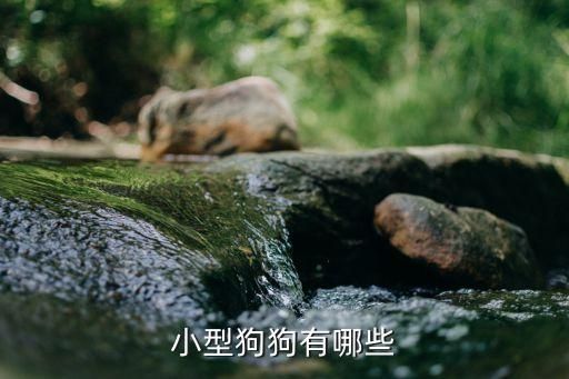 小型狗狗有哪些