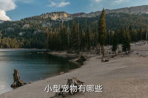 小型宠物有哪些